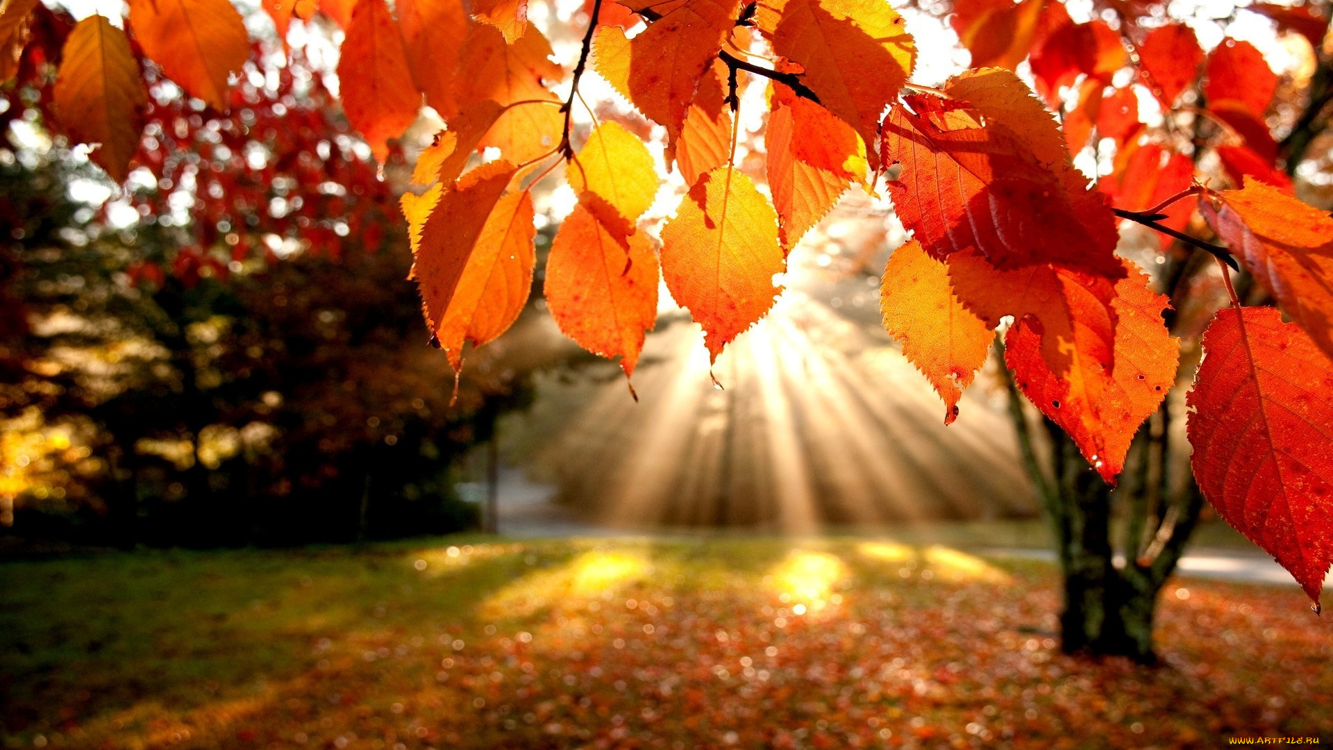 природа, листья, лучи, осень