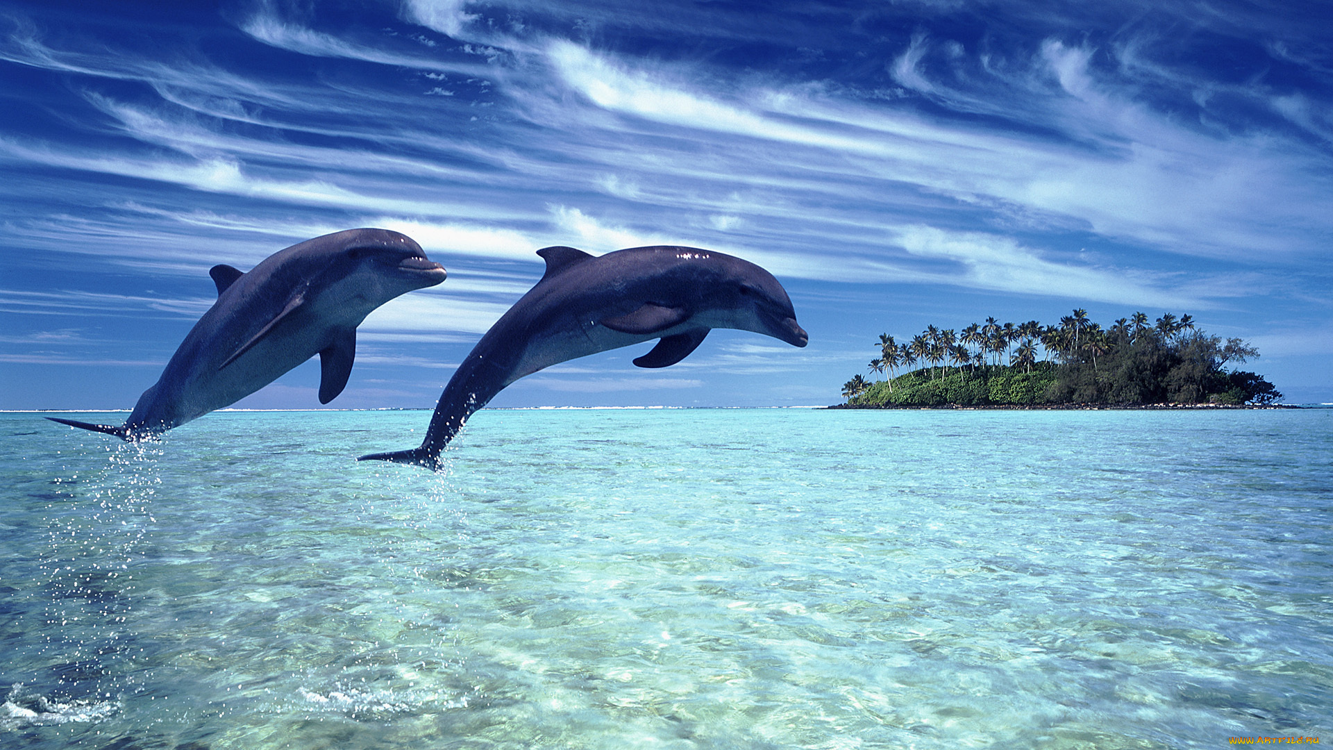 животные, дельфины, океан, остров, пальмы, тропики