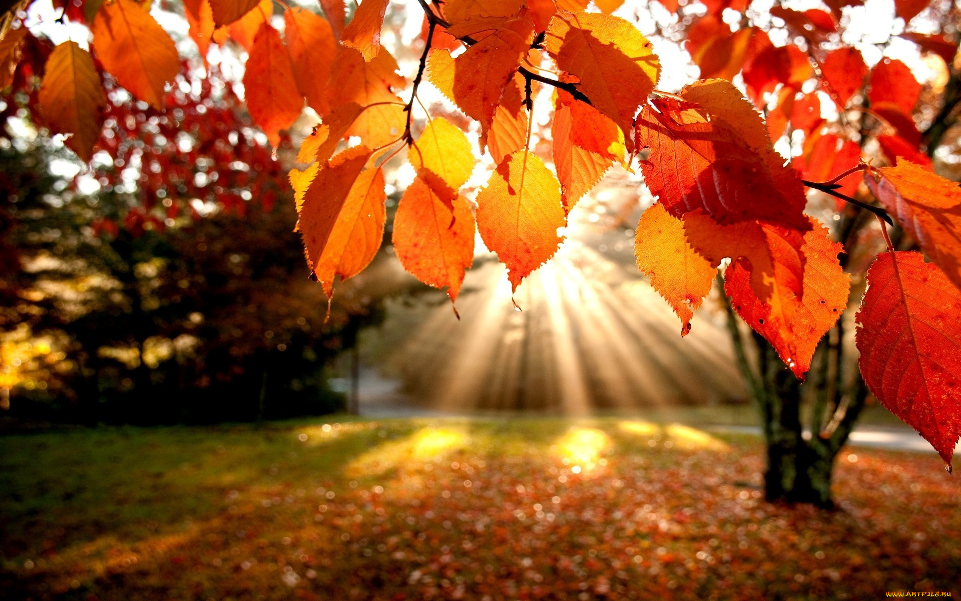 природа, листья, лучи, осень