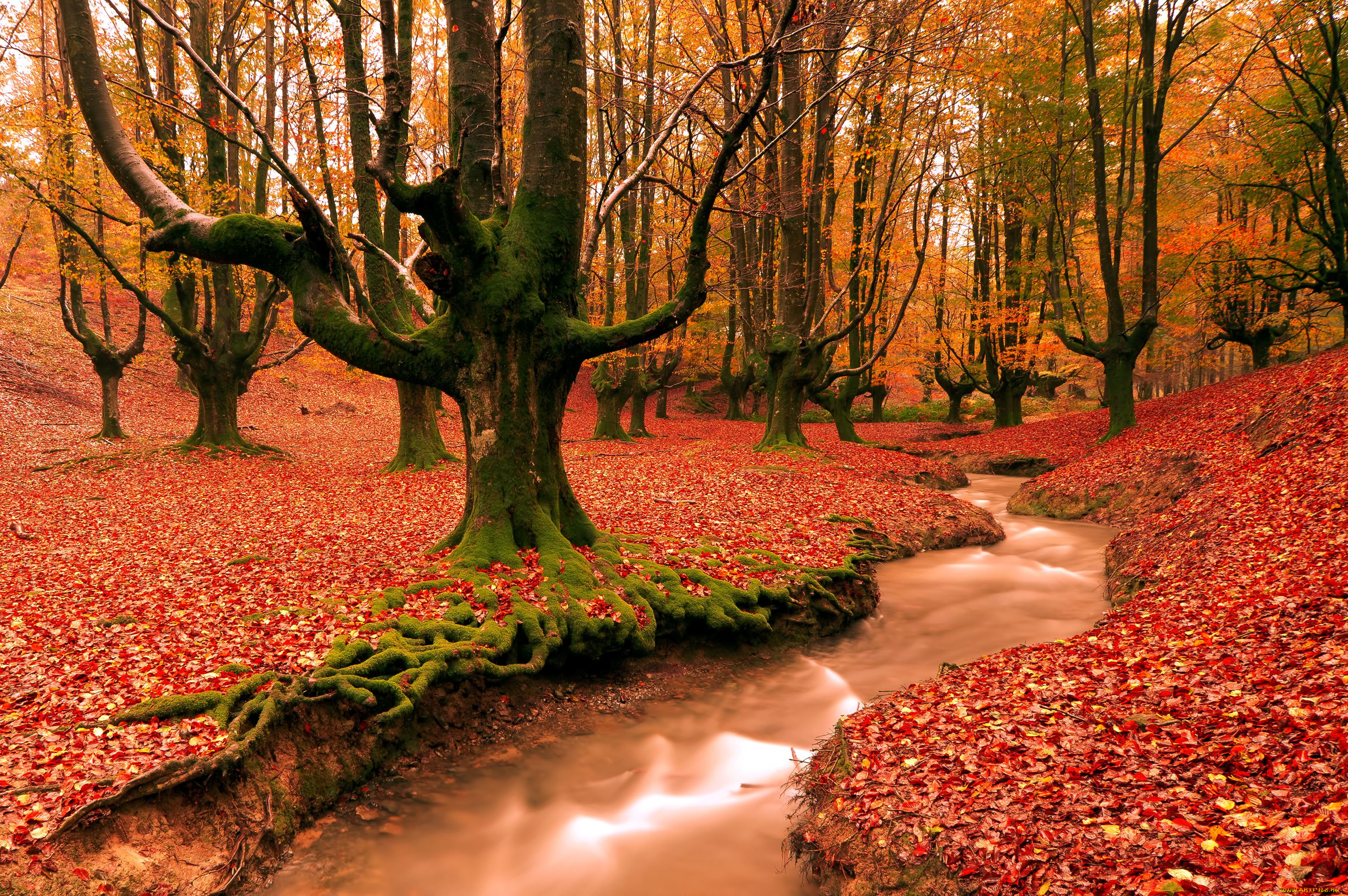 природа, лес, осень, деревья, ручей, листья