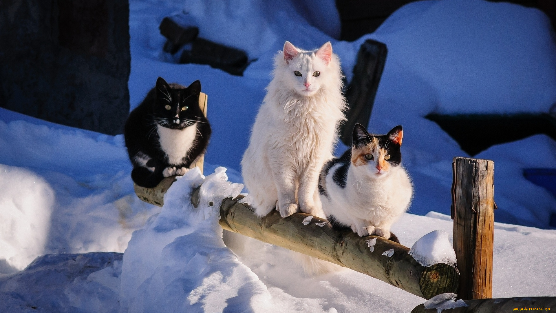 животные, коты, забор, взгляд, снег