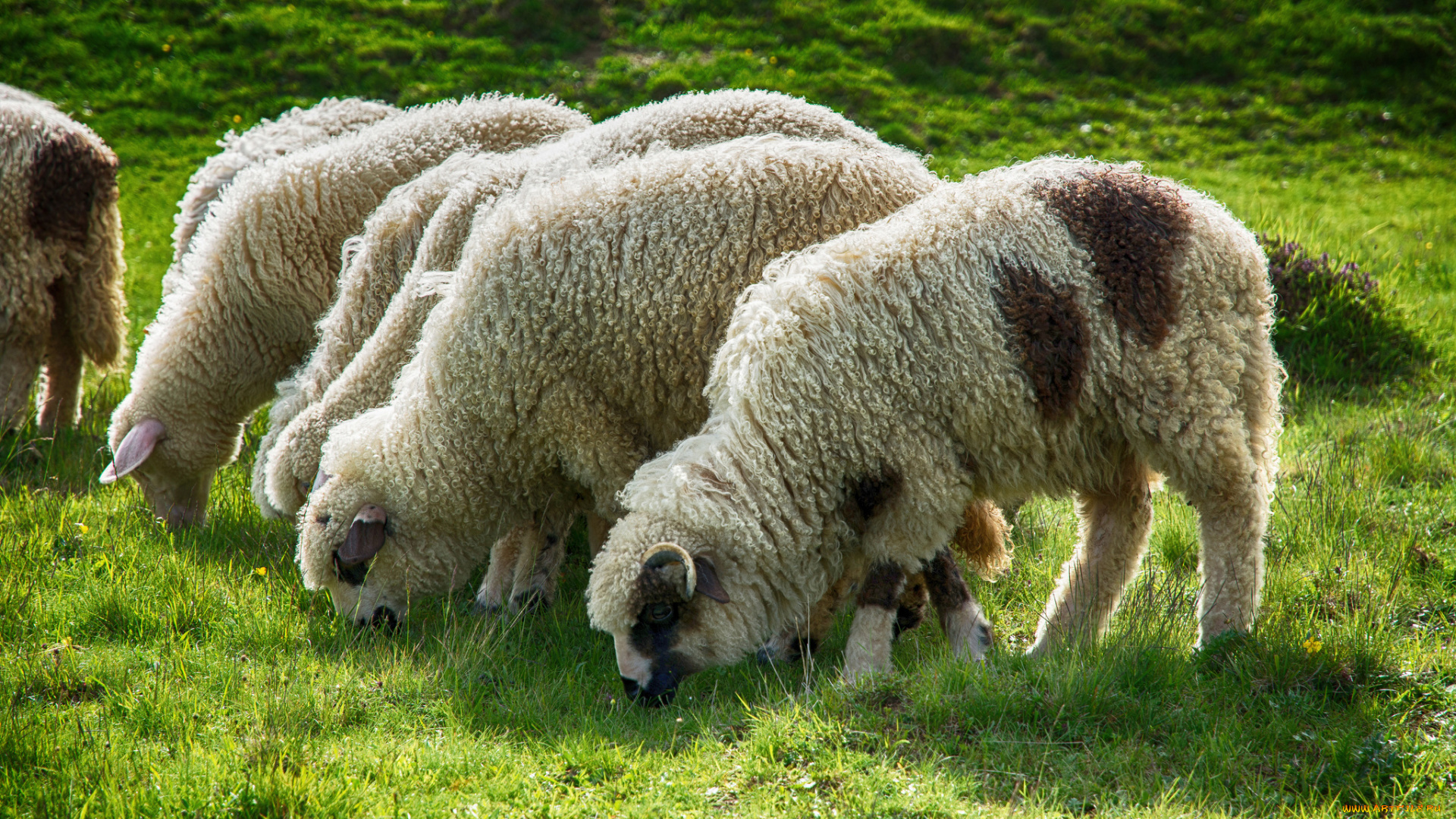животные, овцы, , бараны, овечки, пастбище