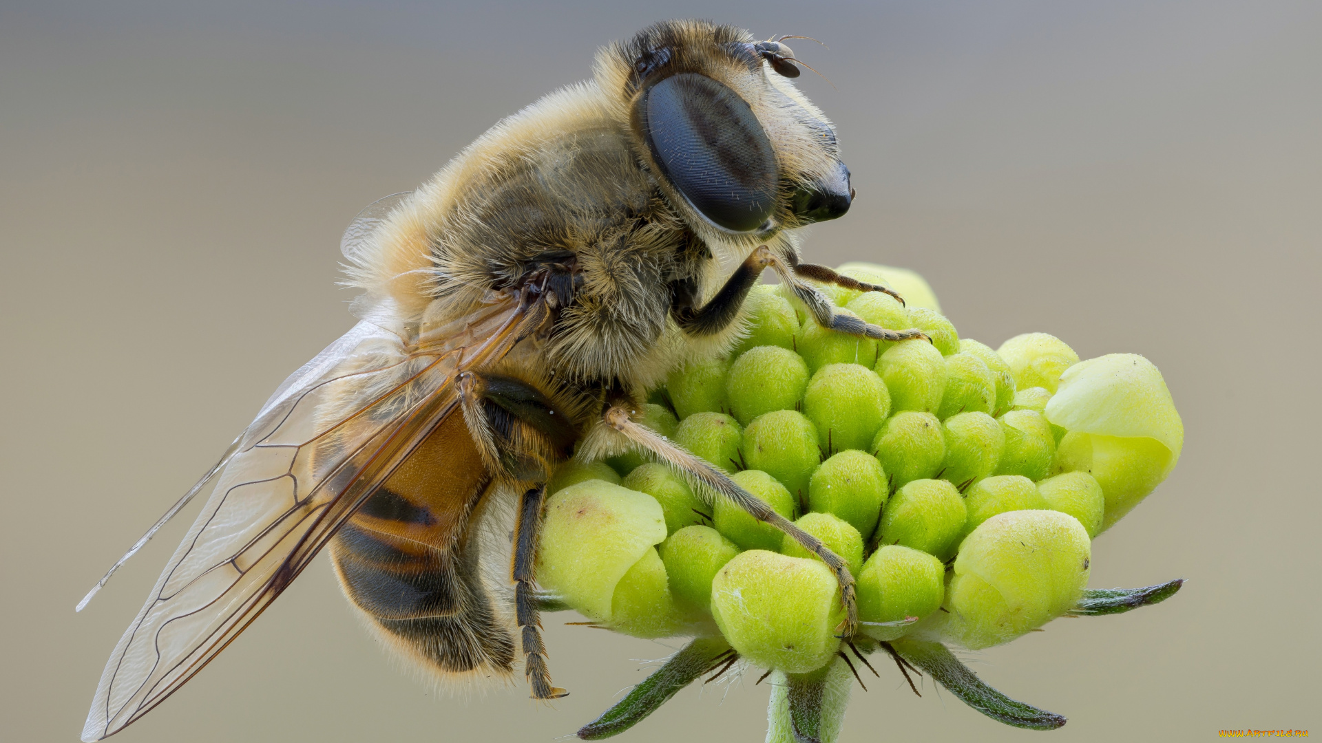 животные, пчелы, , осы, , шмели, фон, макро, профиль, крылья, пчела, травинка