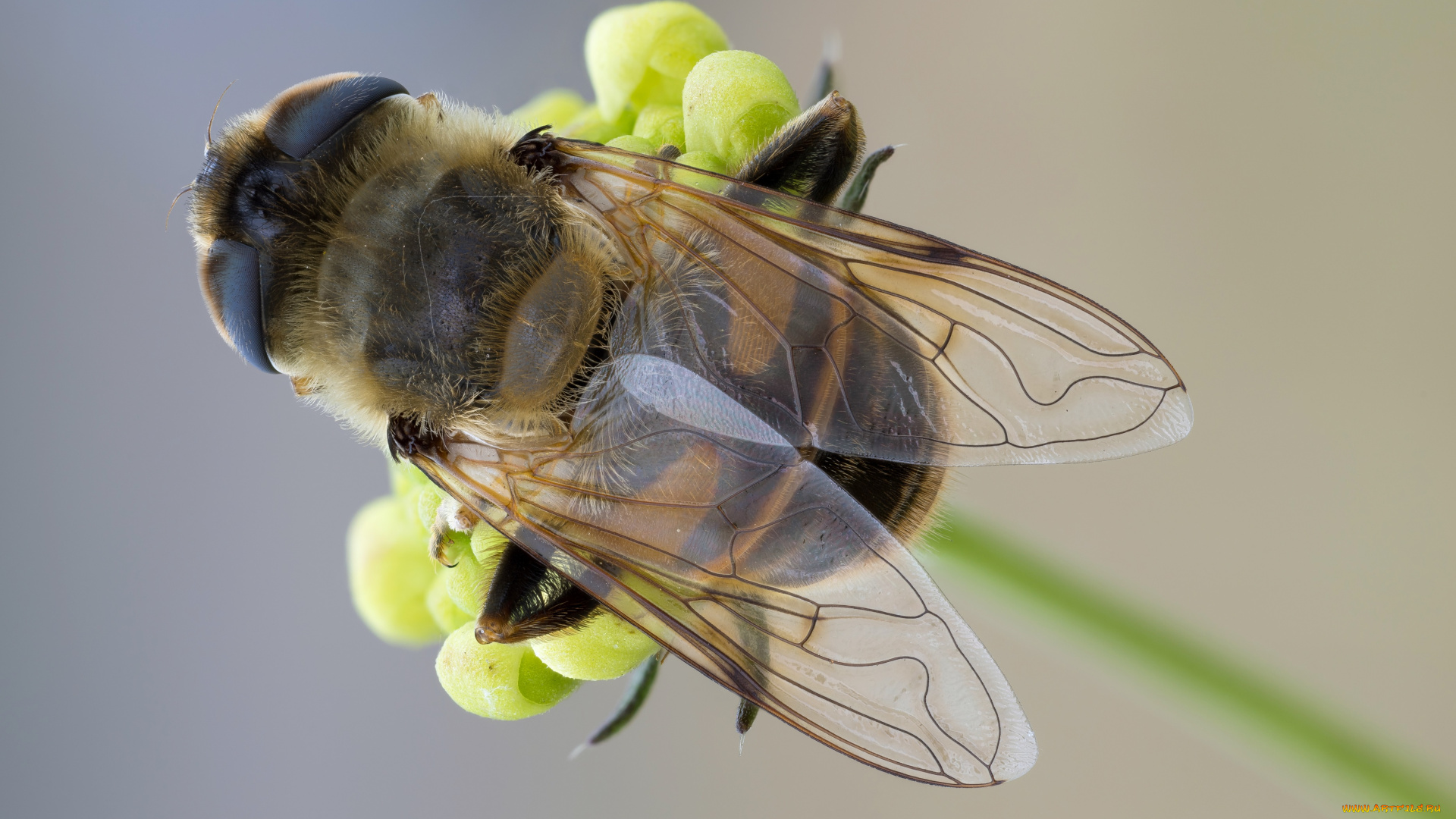 животные, пчелы, , осы, , шмели, макро, травинка, крылья, фон, зелёный, насекомое, муха