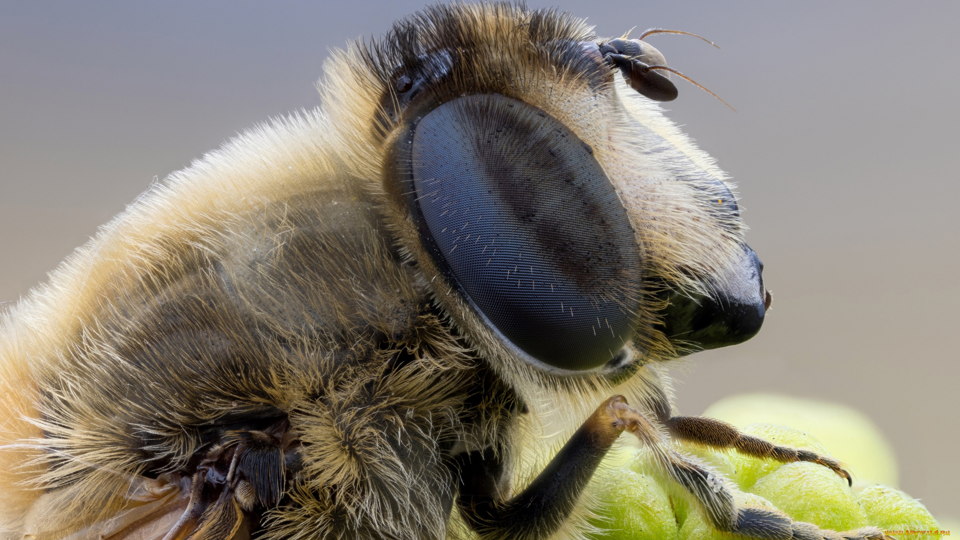животные, пчелы, , осы, , шмели, портрет, пчела, фон, насекомое, макро