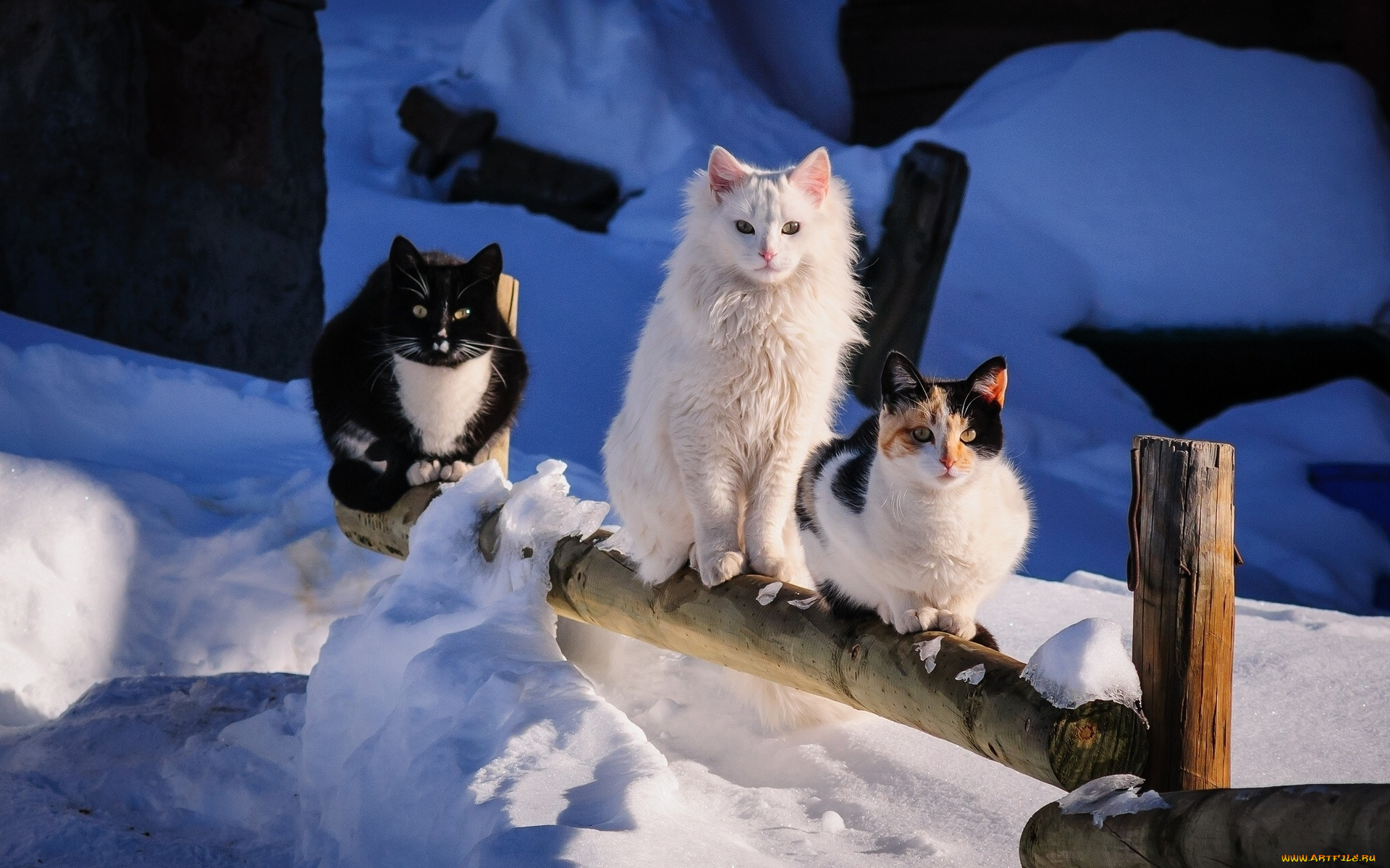животные, коты, забор, взгляд, снег