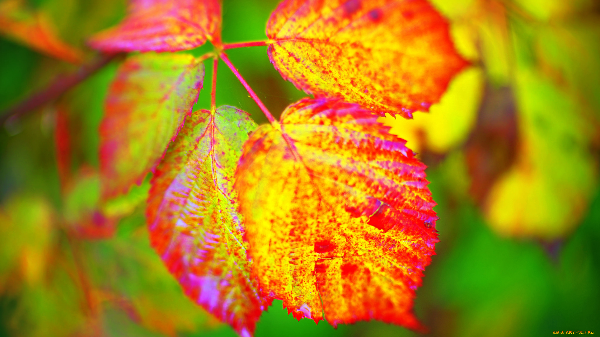 природа, листья, цвет, осень