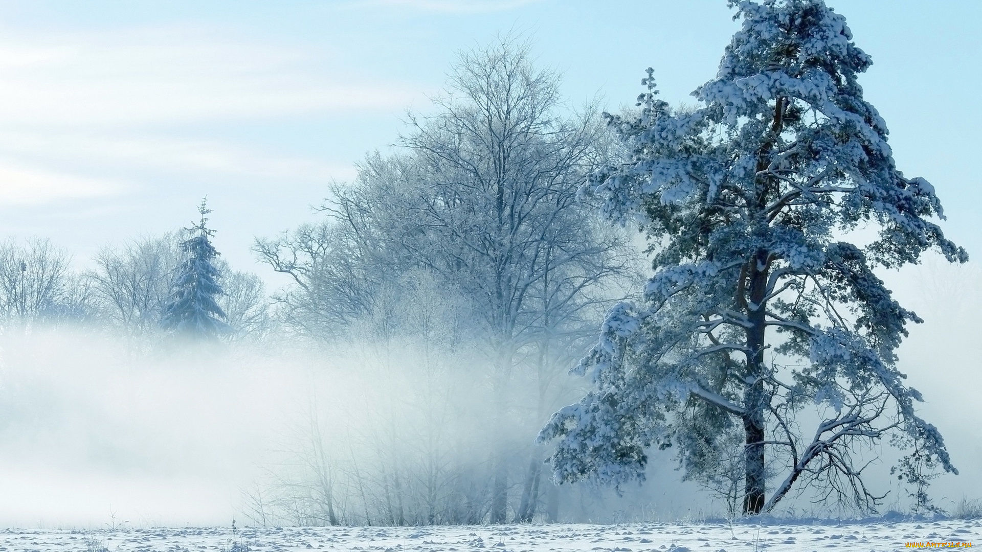 природа, зима, туман, деревья, снег, мороз