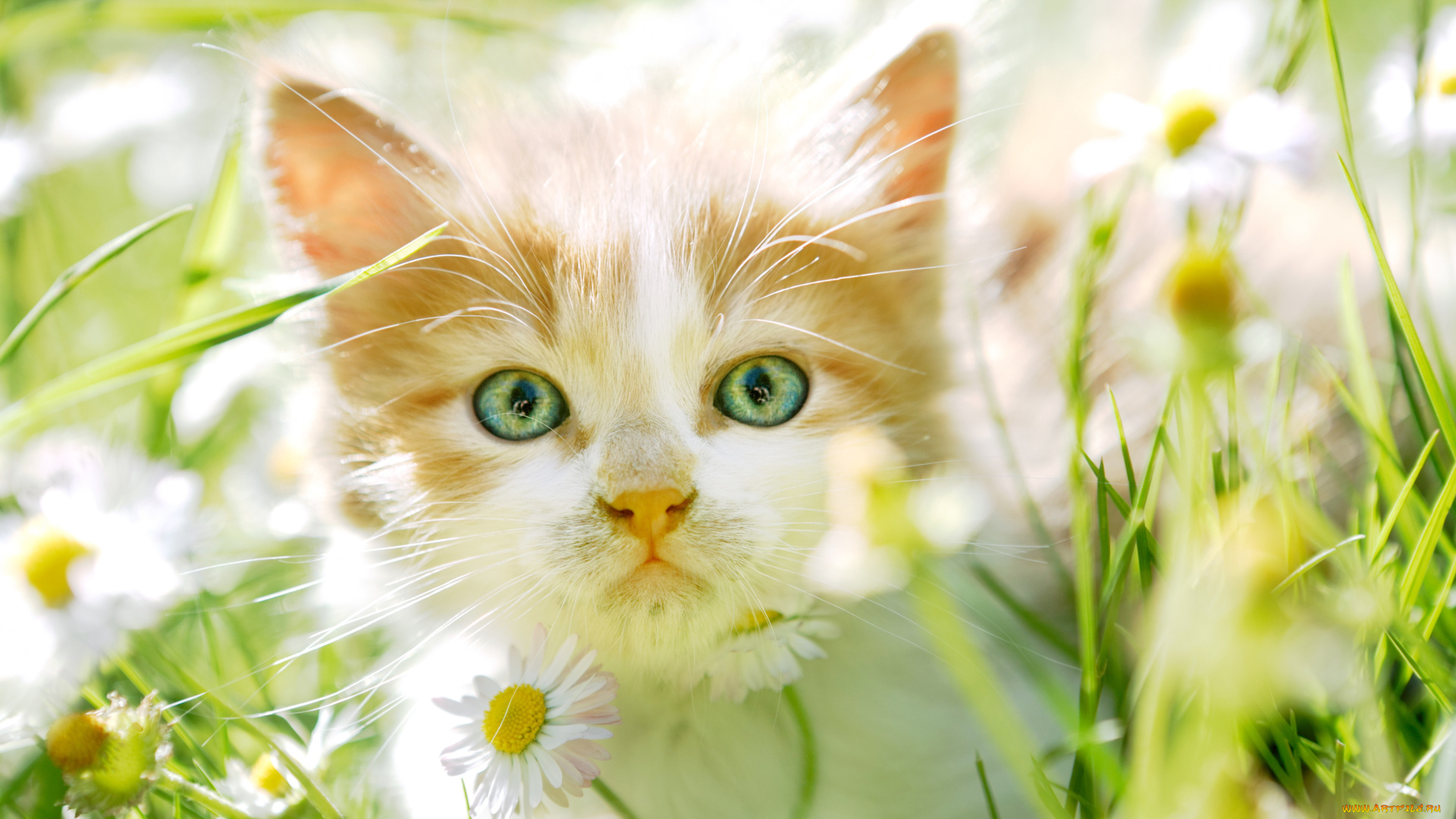 животные, коты, зеленоглазый, трава, поле, котенок, цветы, ромашки, рыжий, кошки, зеленый, лето