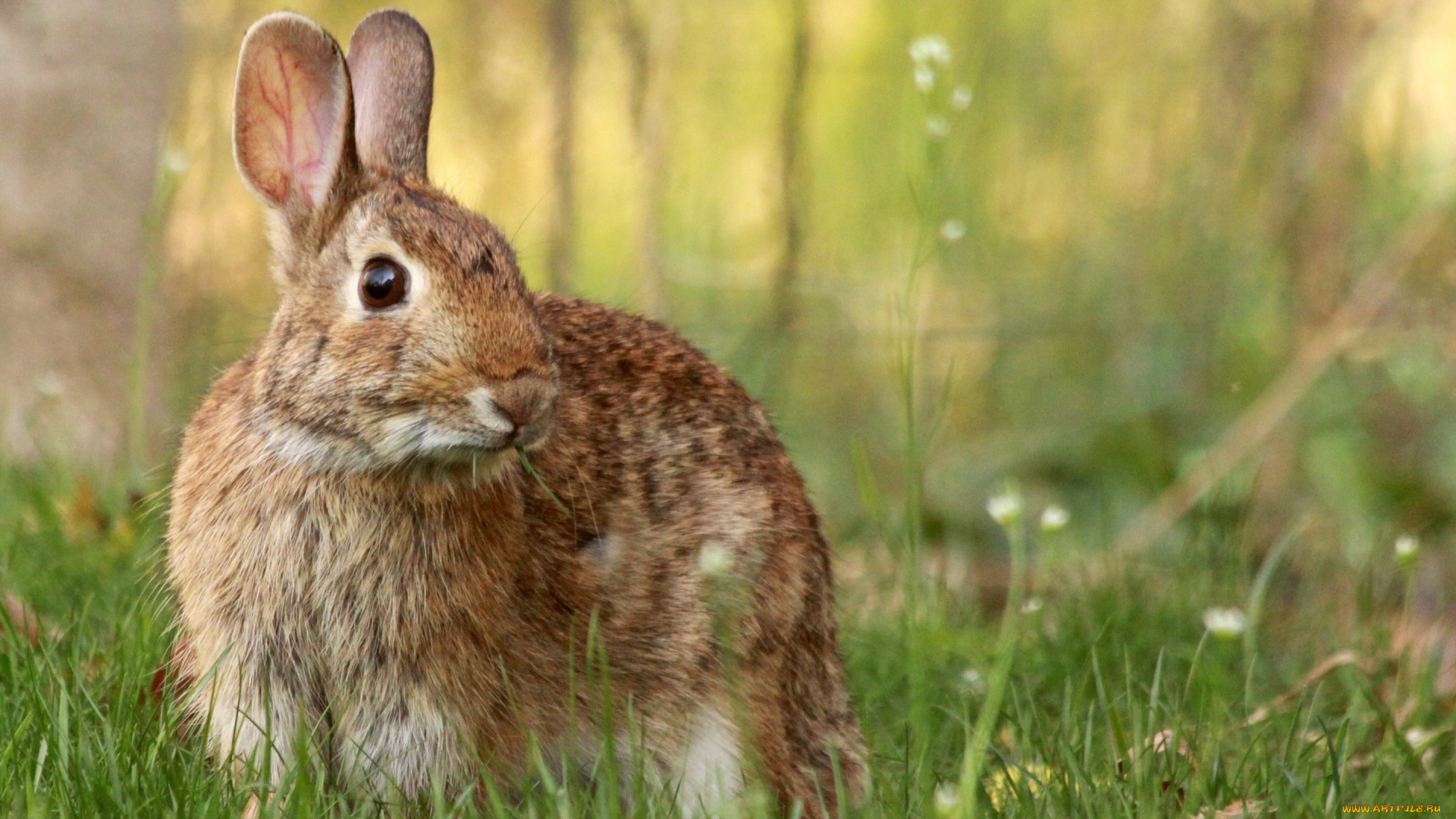 животные, кролики, , зайцы, мило, лето, растения, заяц, кролик, трава, зелень, поляна, грызуны