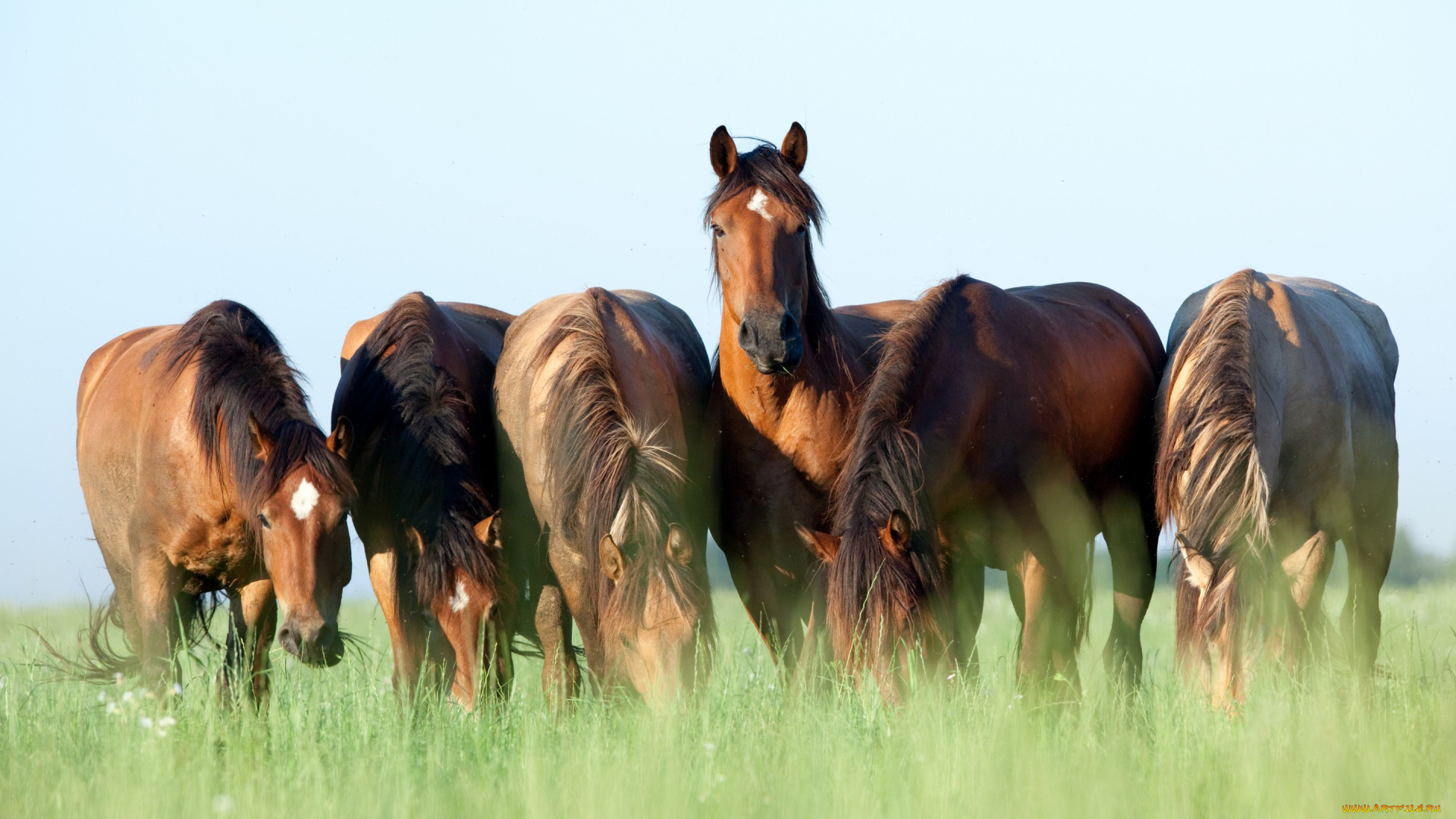 животные, лошади, кони, пасутся, шесть, трава, небо, лето, коричневые