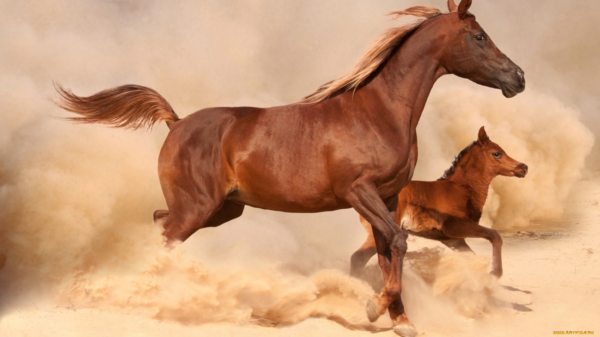 животные, лошади, скачут, пыль, песок, жеребенок, лошадь, коричневые