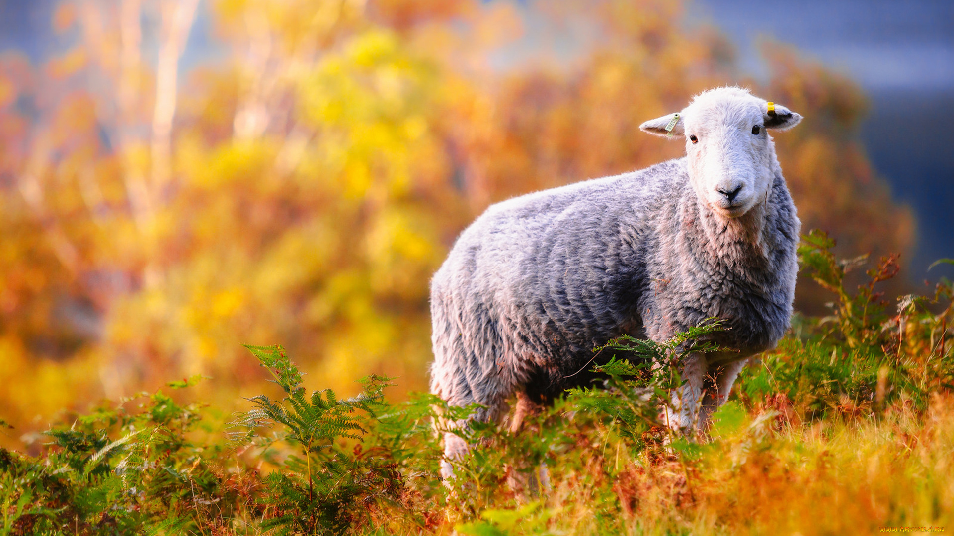 животные, овцы, , бараны, трава, животное, деревья, овца, боке, природа, осень, желтые, листья