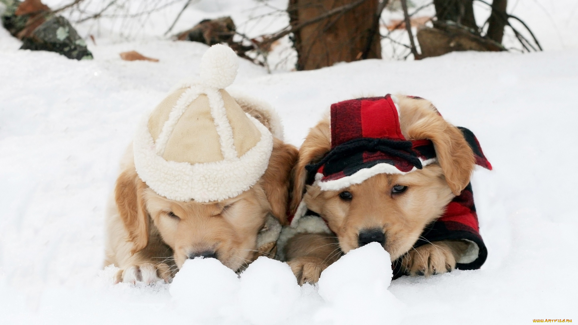 животные, собаки, щенки, милые, два, двое, пара, друзья, зима, прикид, снег, костюм, одежда, шапочка, игра, снежки