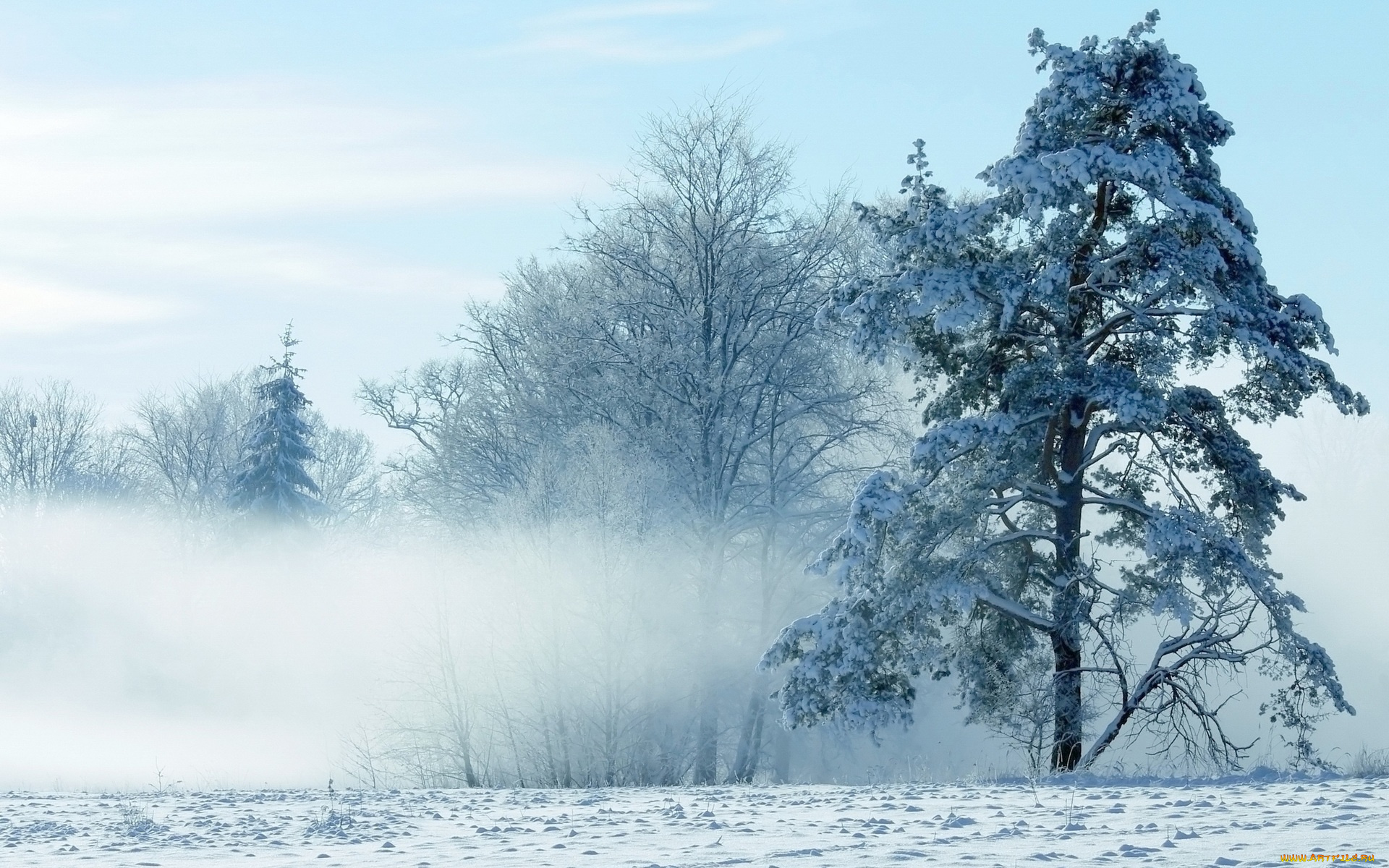 природа, зима, туман, деревья, снег, мороз