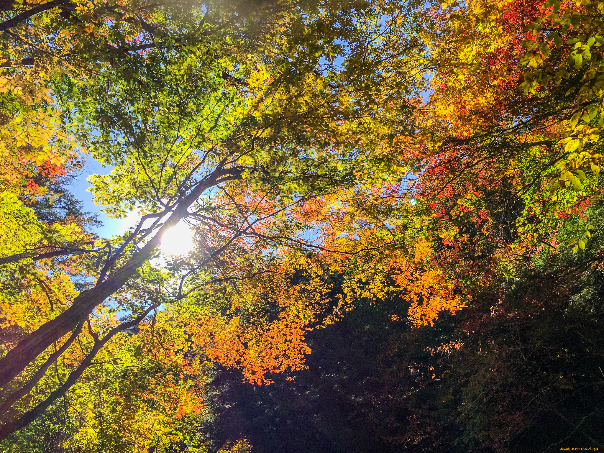 природа, деревья, осень, дерево, солнце