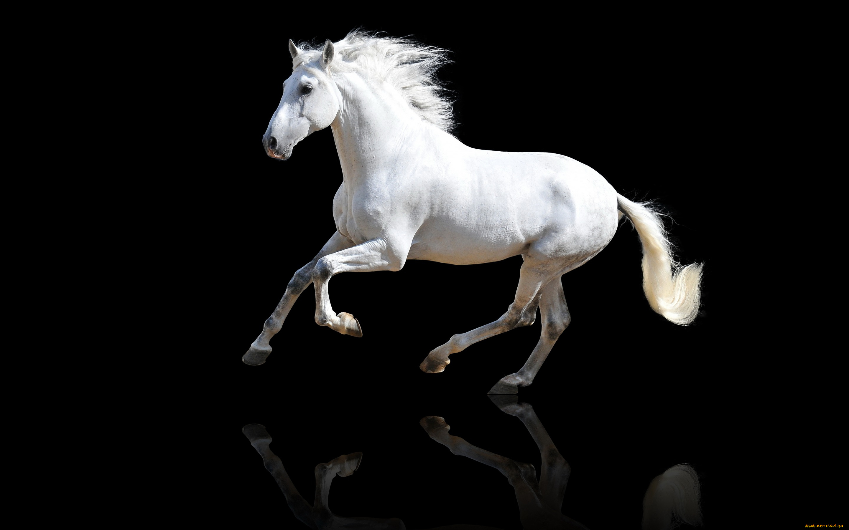 животные, лошади, лошадь, конь, белый, скачет, отражение, красавец, хвост, грива, черный, фон