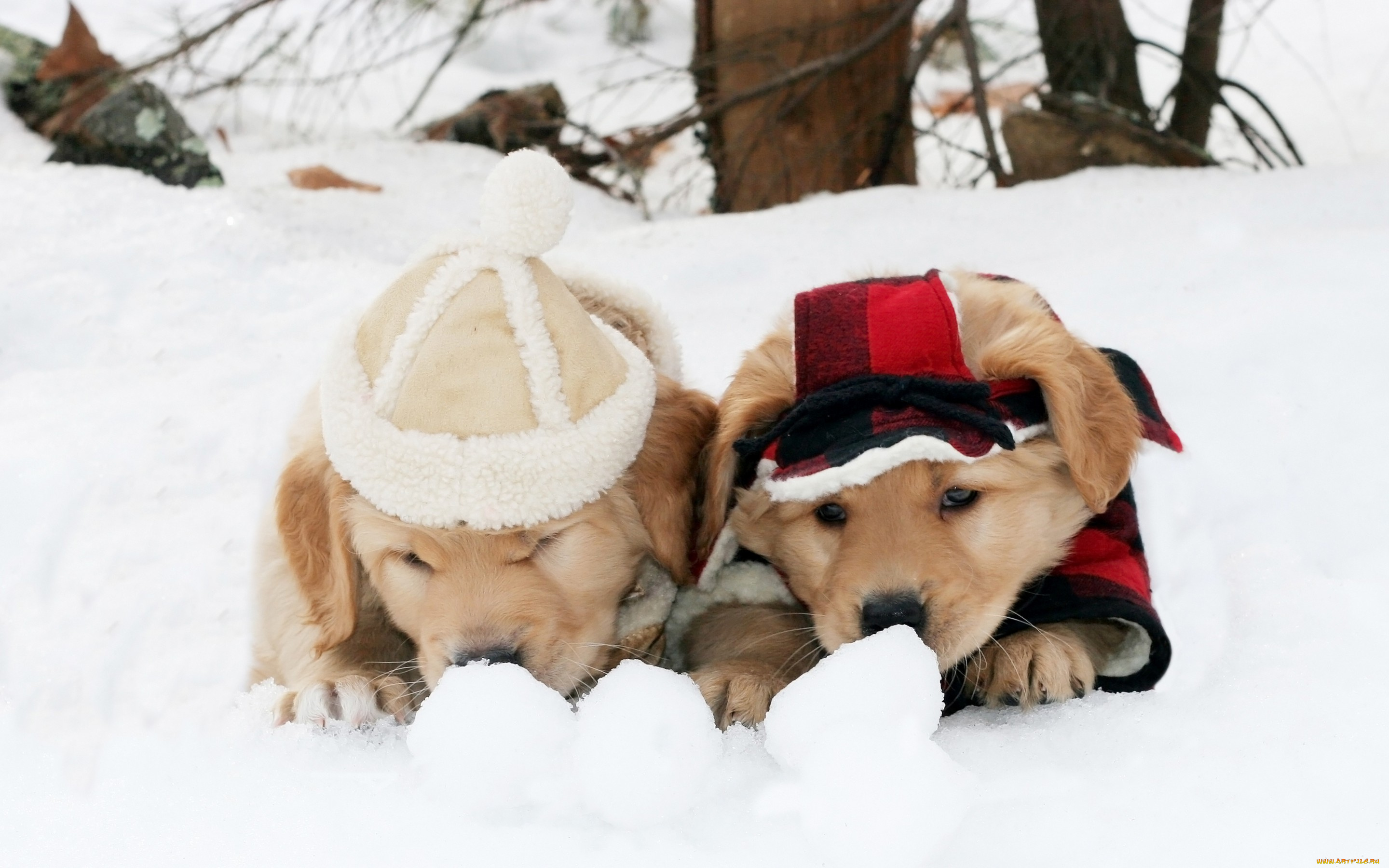 животные, собаки, щенки, милые, два, двое, пара, друзья, зима, прикид, снег, костюм, одежда, шапочка, игра, снежки
