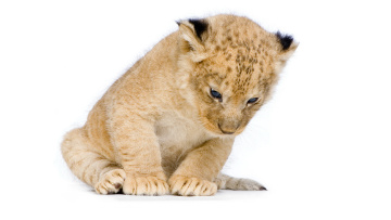 Картинка животные львы белый фон фотосессия сидит дикие кошки львенок лев