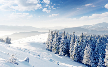 Картинка природа зима снег деревья горы лес
