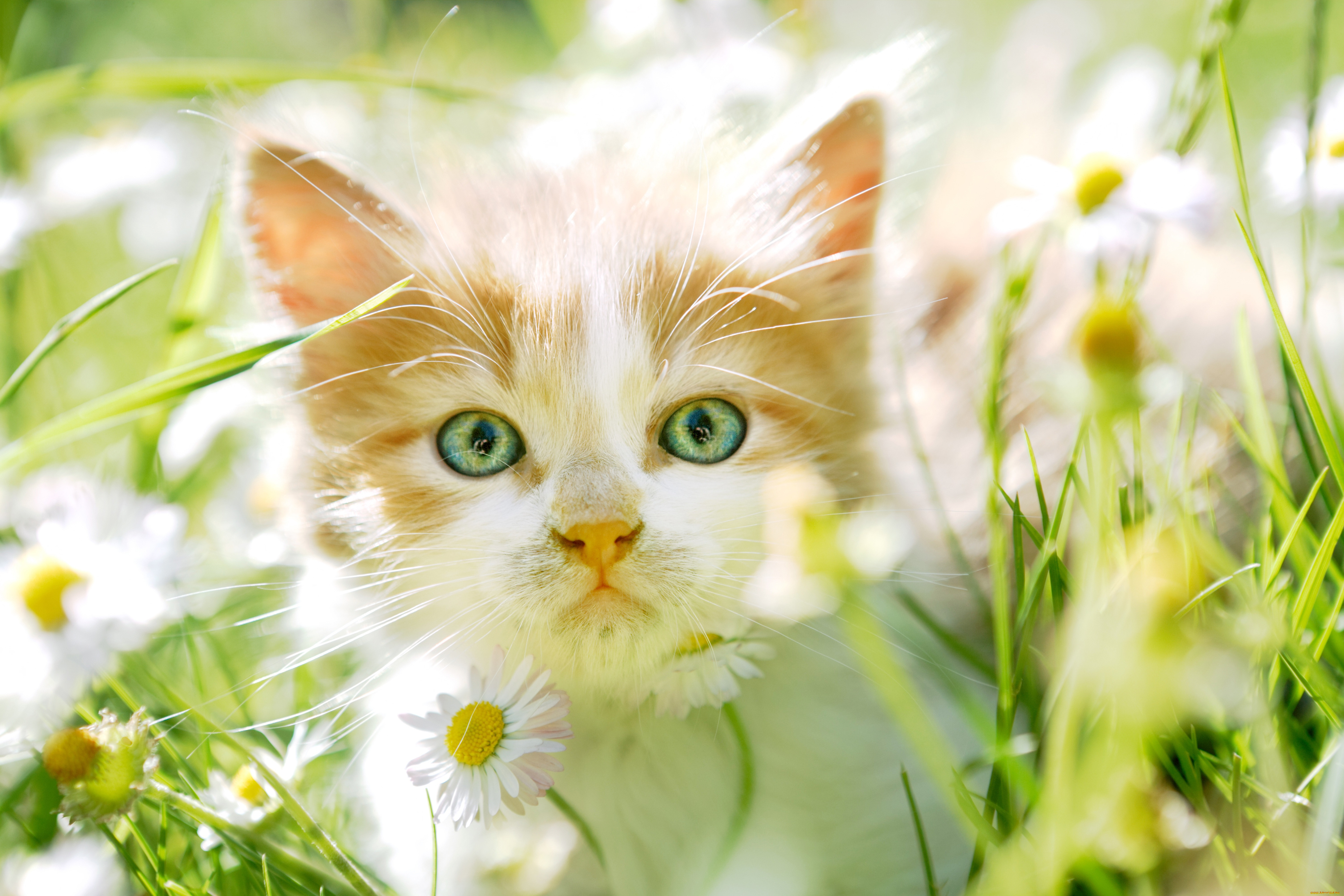 животные, коты, зеленоглазый, трава, поле, котенок, цветы, ромашки, рыжий, кошки, зеленый, лето