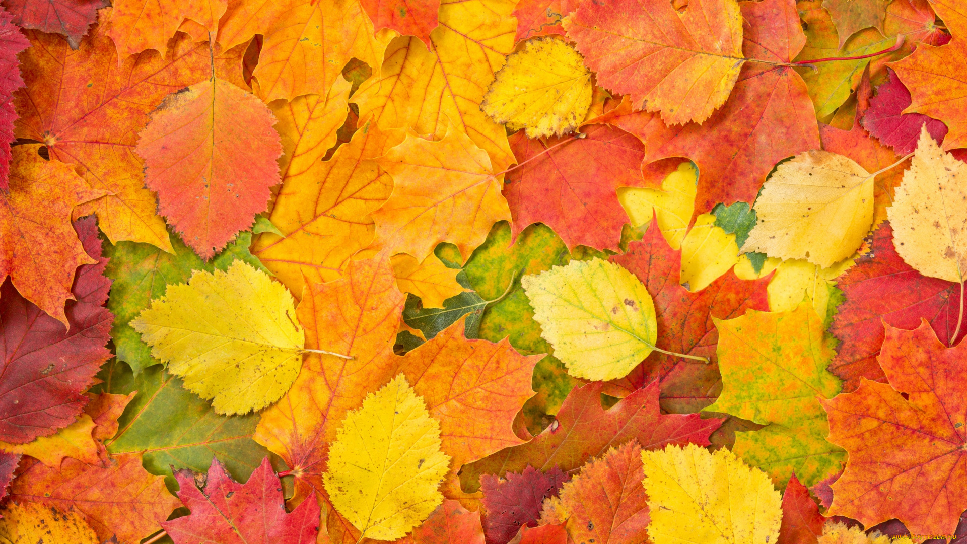 природа, листья, фон, осенние, leaves, autumn