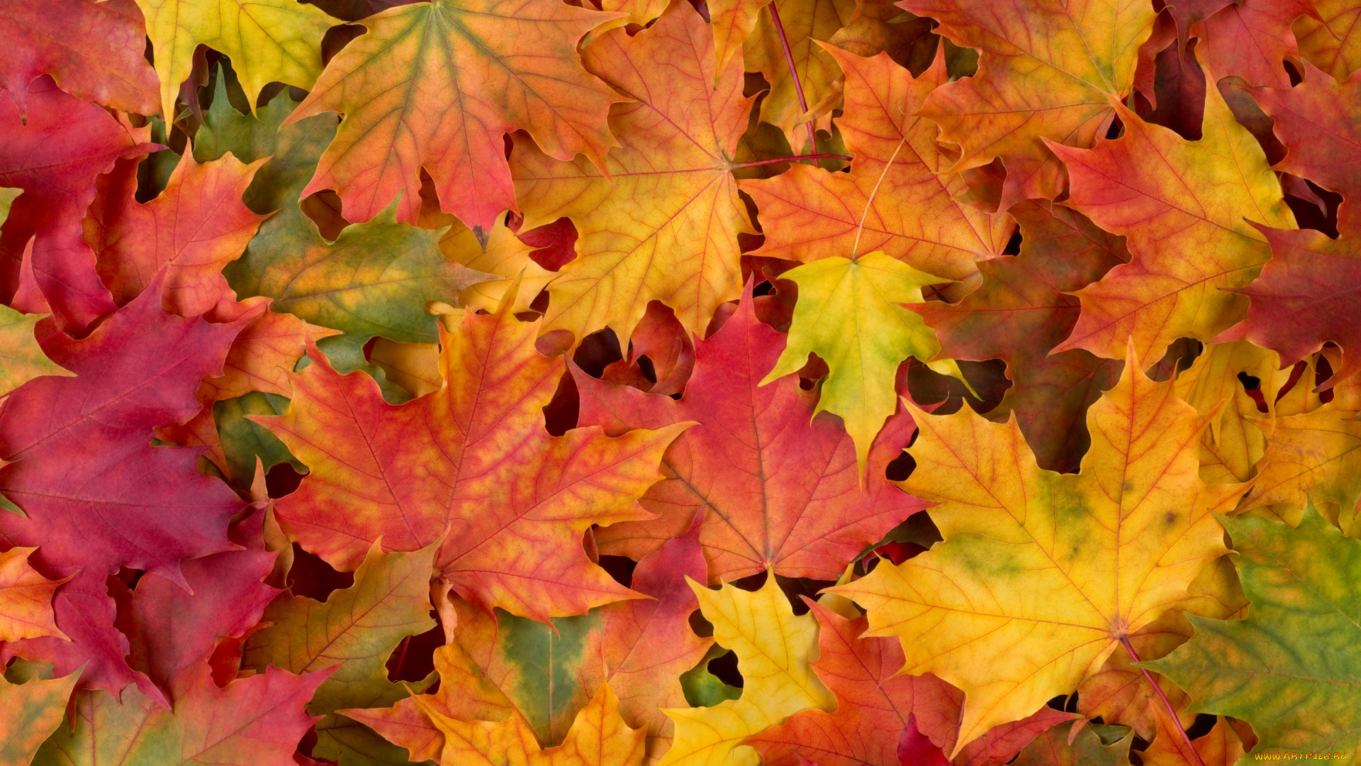 природа, листья, leaves, осенние, autumn