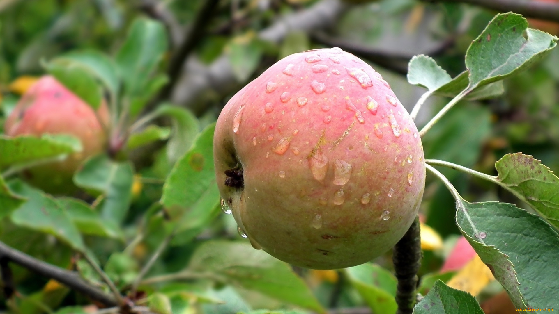 природа, плоды, яблоко, капли