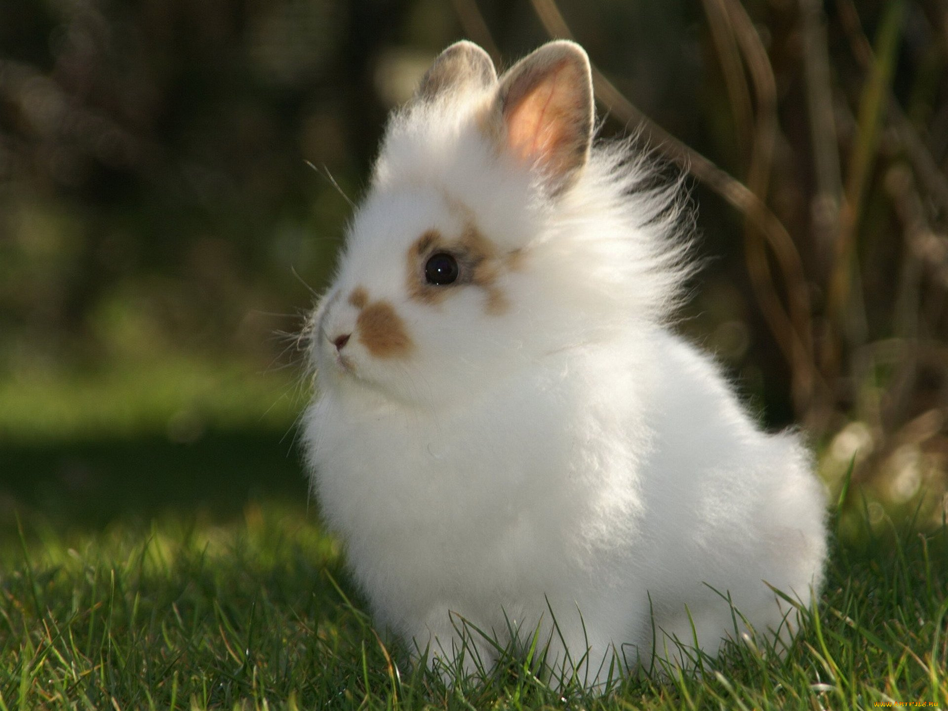 животные, кролики, , зайцы, трава, крольчонок