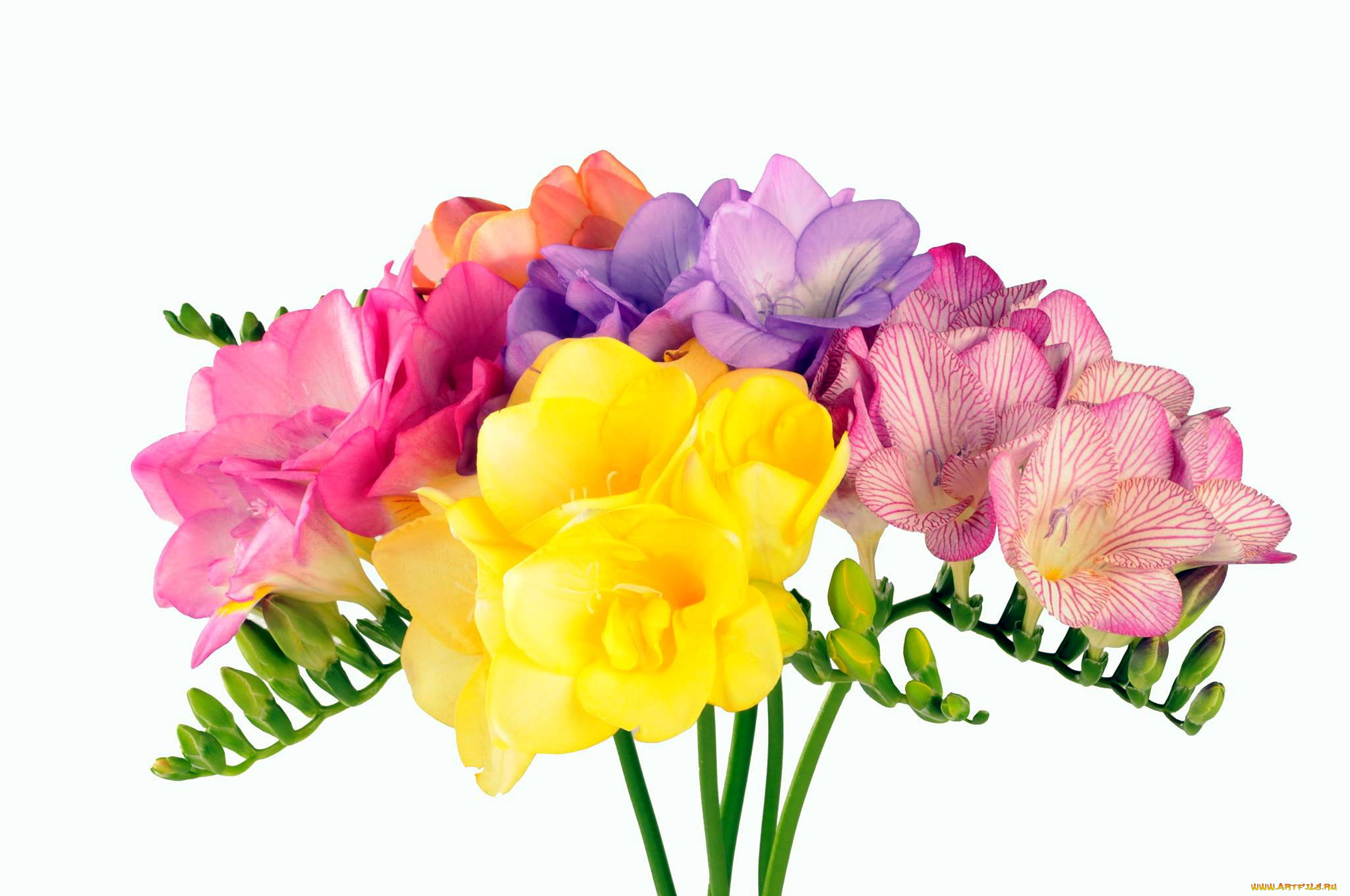 цветы, фрезия, лиловый, желтый, пестрый, розовый