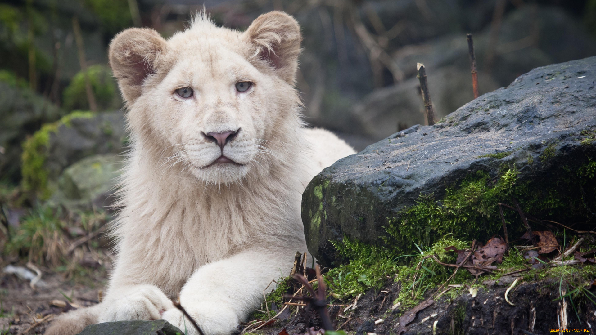 львёнок, альбинос, животные, львы, львёнок, лев, альбинос, белый, аномалия, хищник, кошачьи, млекопитающие