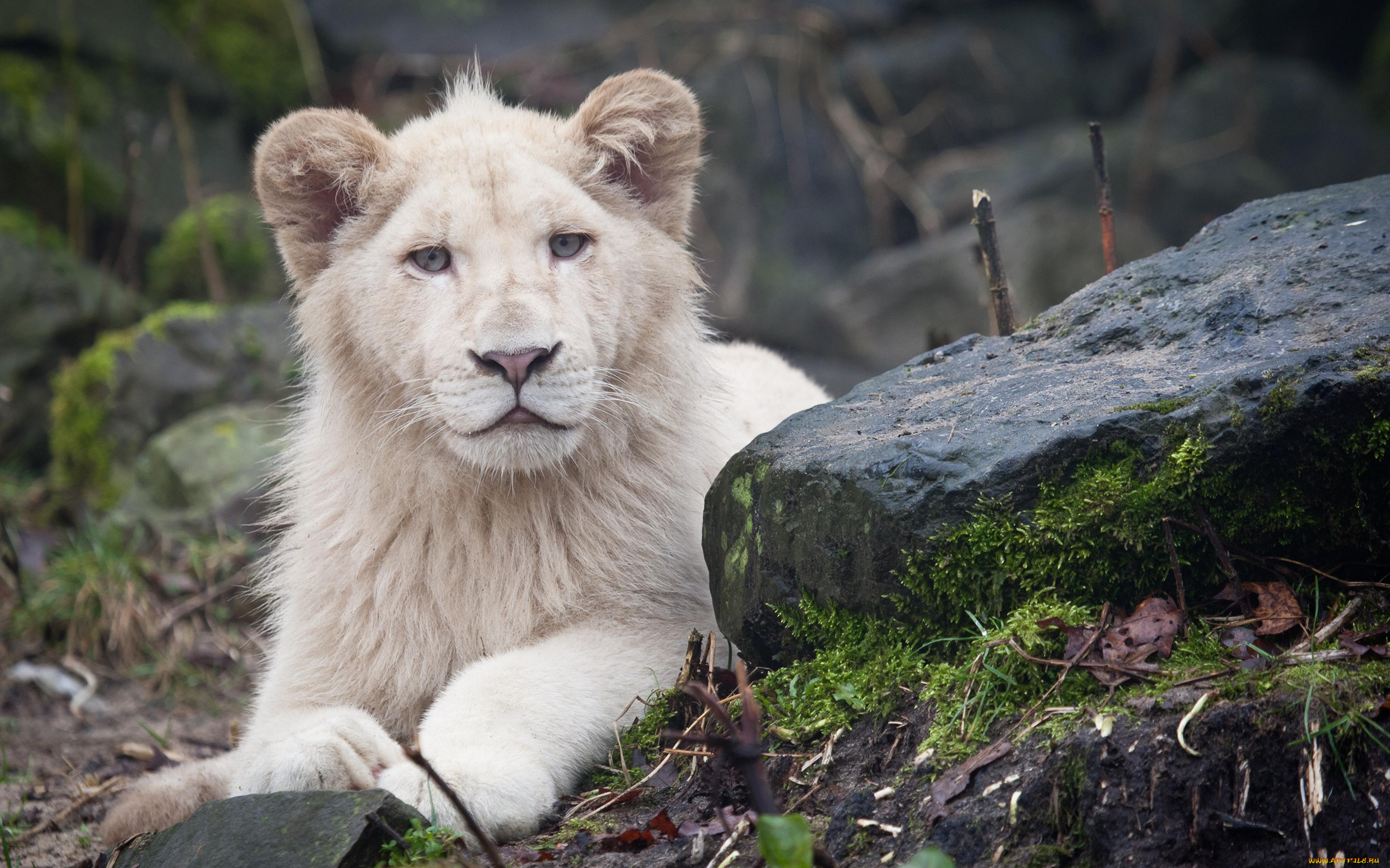 львёнок, альбинос, животные, львы, львёнок, лев, альбинос, белый, аномалия, хищник, кошачьи, млекопитающие