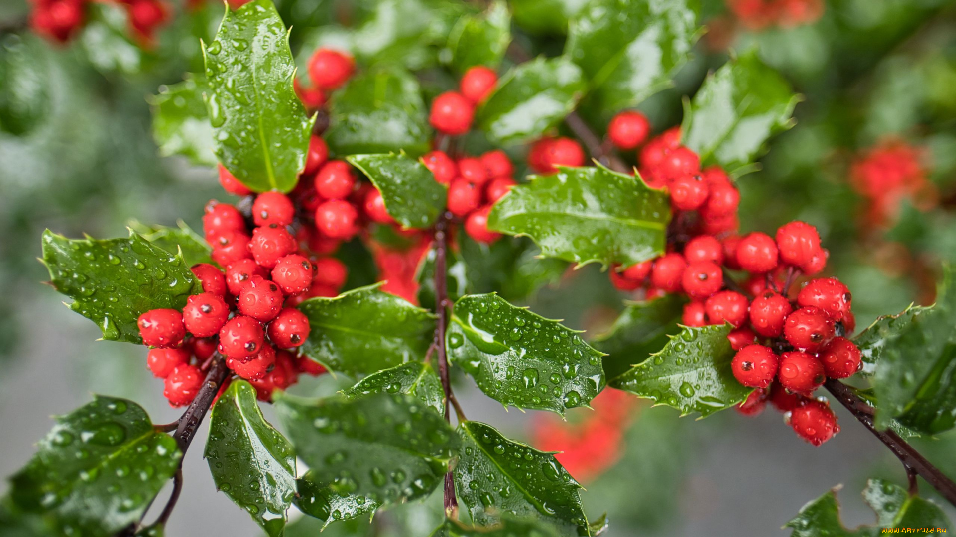 mistletoe, berries, омела, природа, ягоды, mistletoe, berries