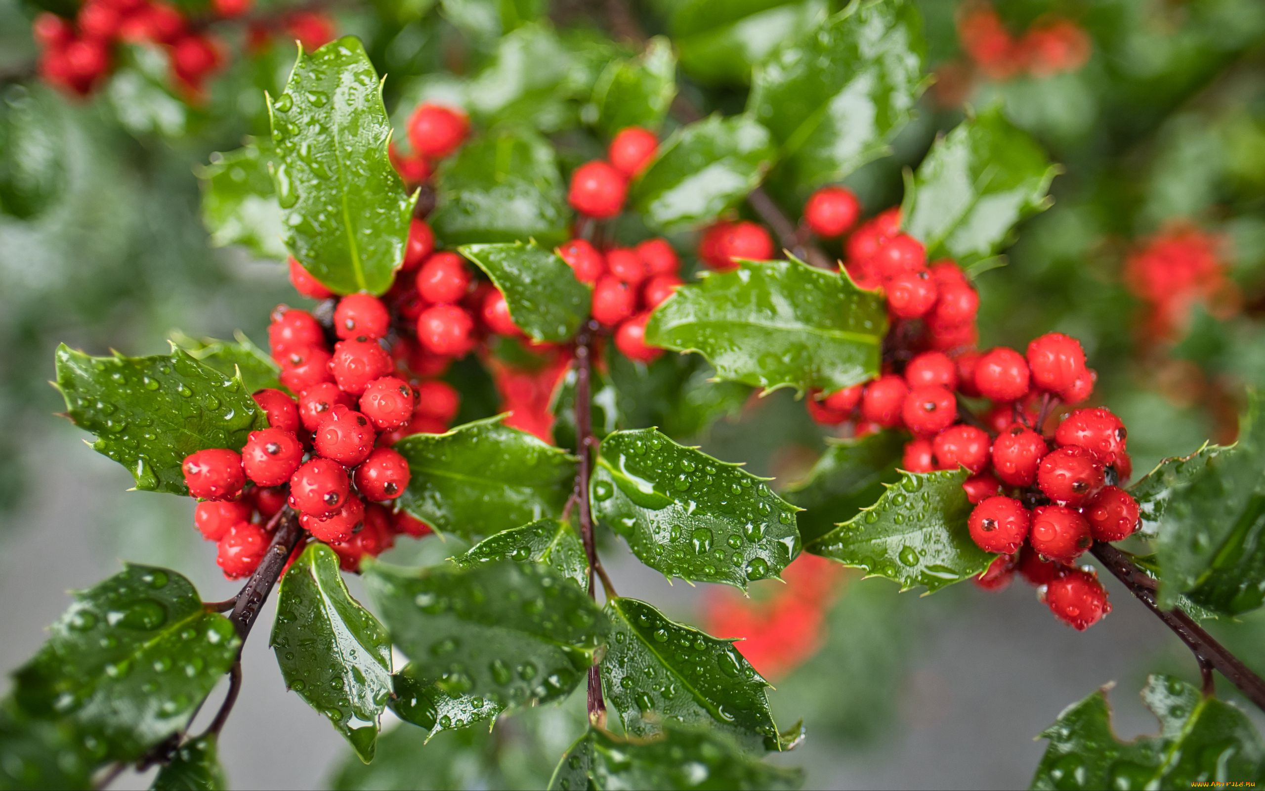 mistletoe, berries, омела, природа, ягоды, mistletoe, berries