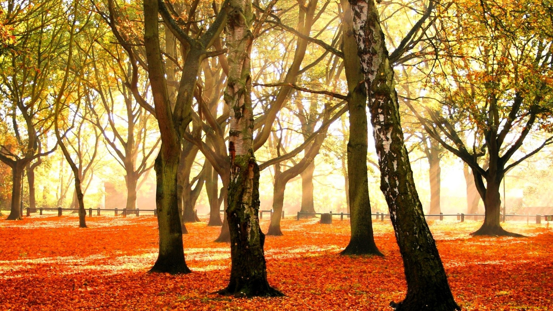 природа, деревья, листья, осень, парк