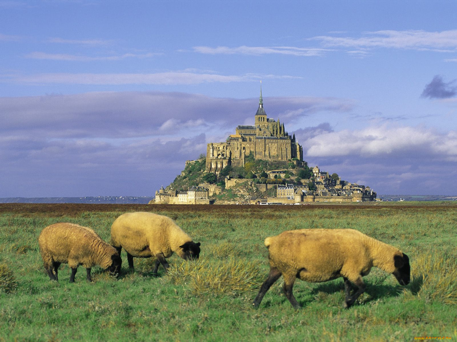 sheep, mont, saint, michel, normandy, france, животные, овцы, бараны