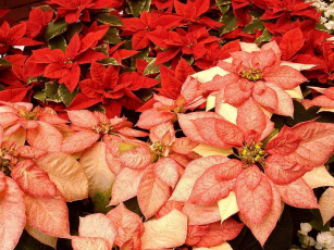 Картинка цветы пуансеттия