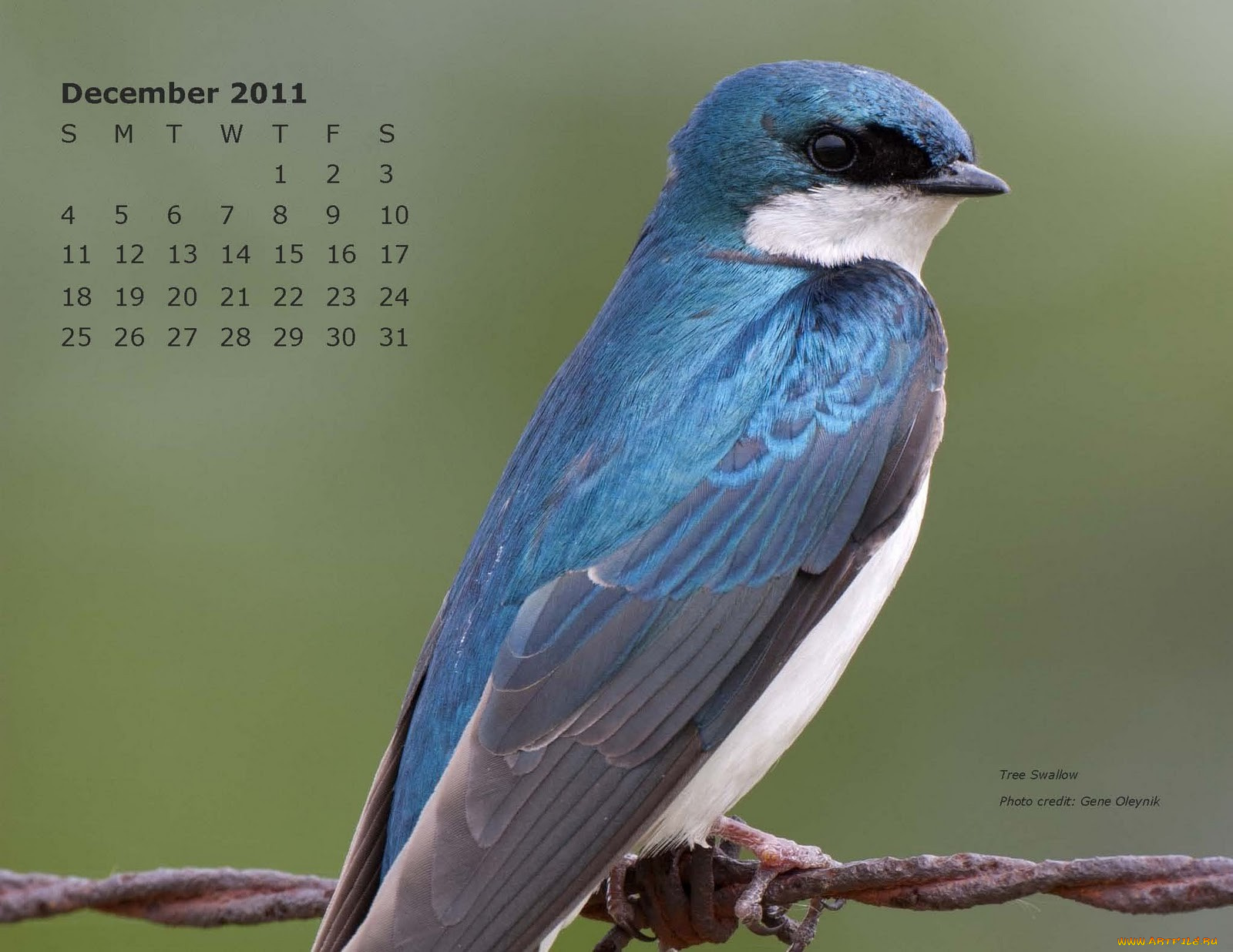 календари, животные, птица