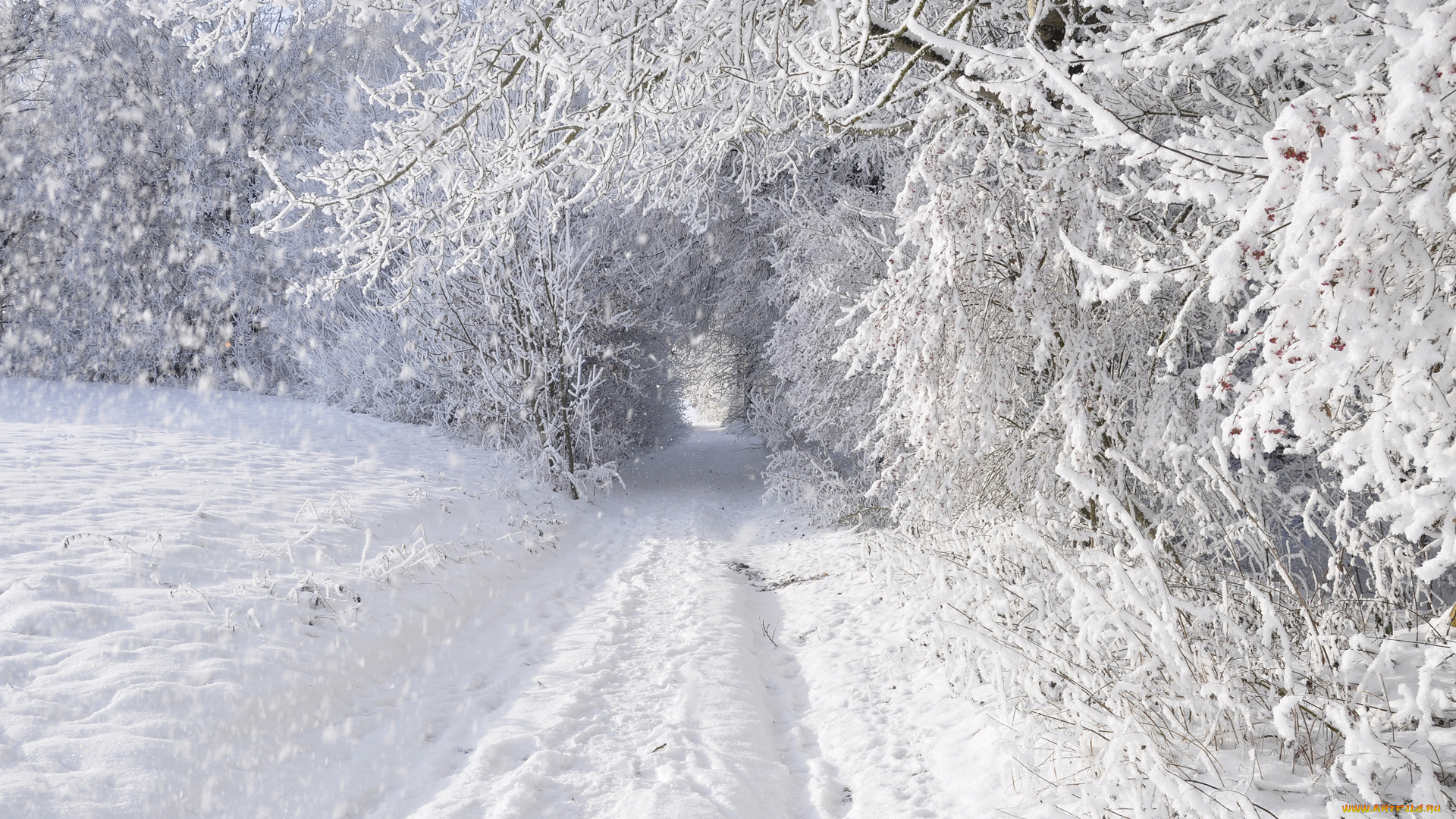 природа, зима, снег, деревья, дорога, заснежено, лес
