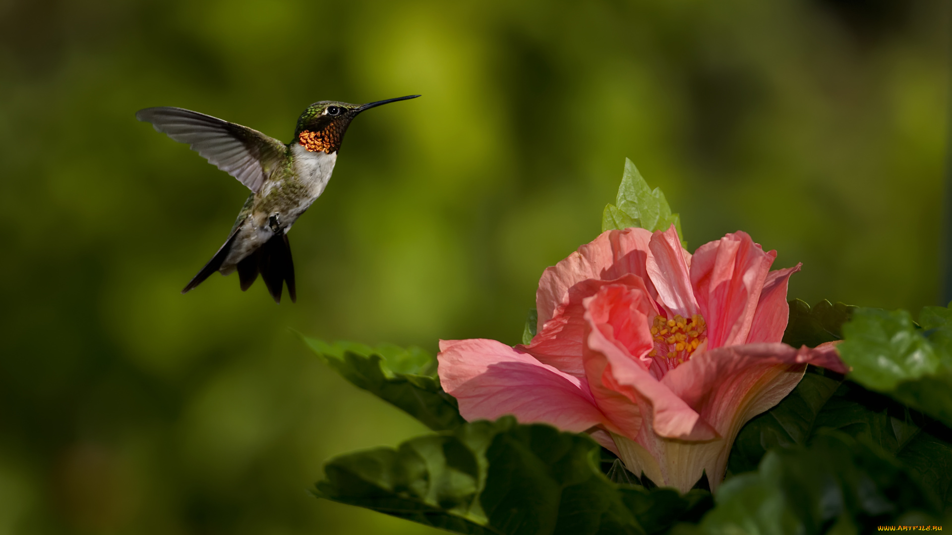 Птица колибри картинки красивые настоящие фото