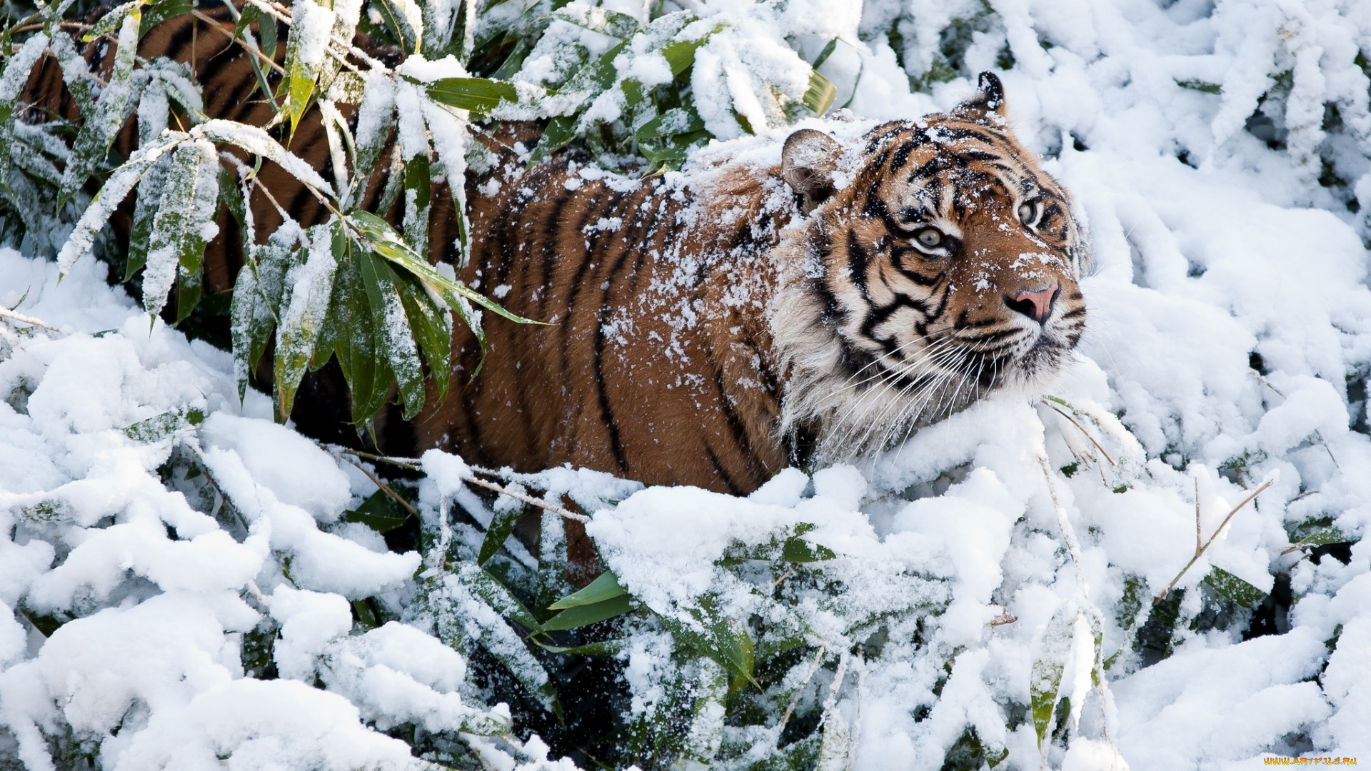 животные, тигры, снег, заросли, морда