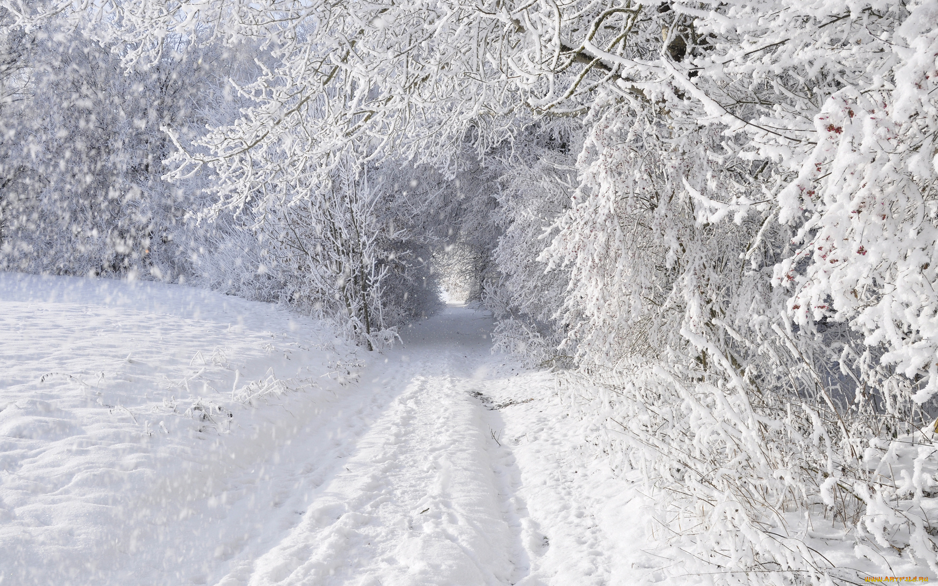 природа, зима, снег, деревья, дорога, заснежено, лес