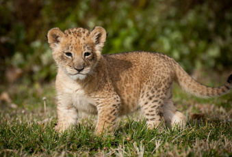 Картинка животные львы львенок малыш