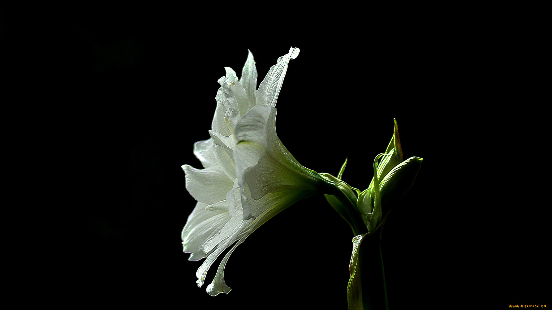 amaryllis, цветы, амариллисы, , гиппеаструмы, амариллис