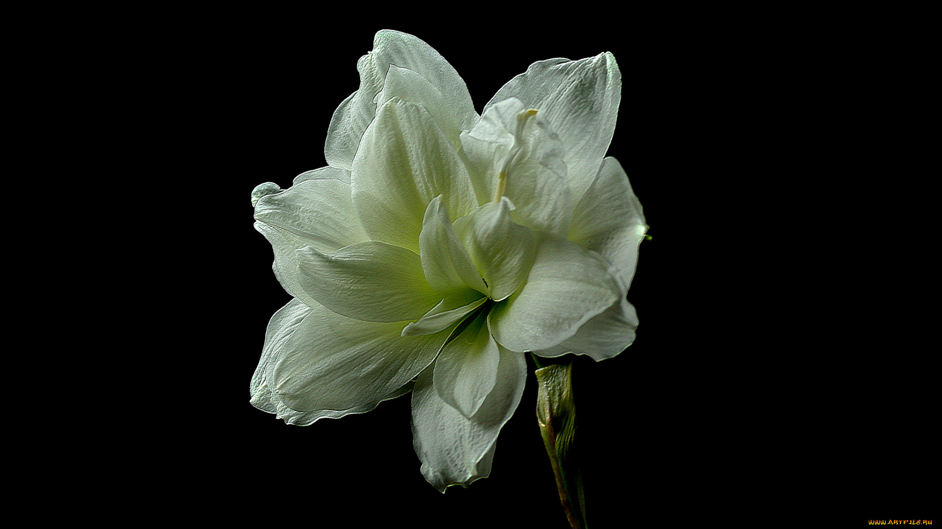 amaryllis, цветы, амариллисы, , гиппеаструмы, амариллис