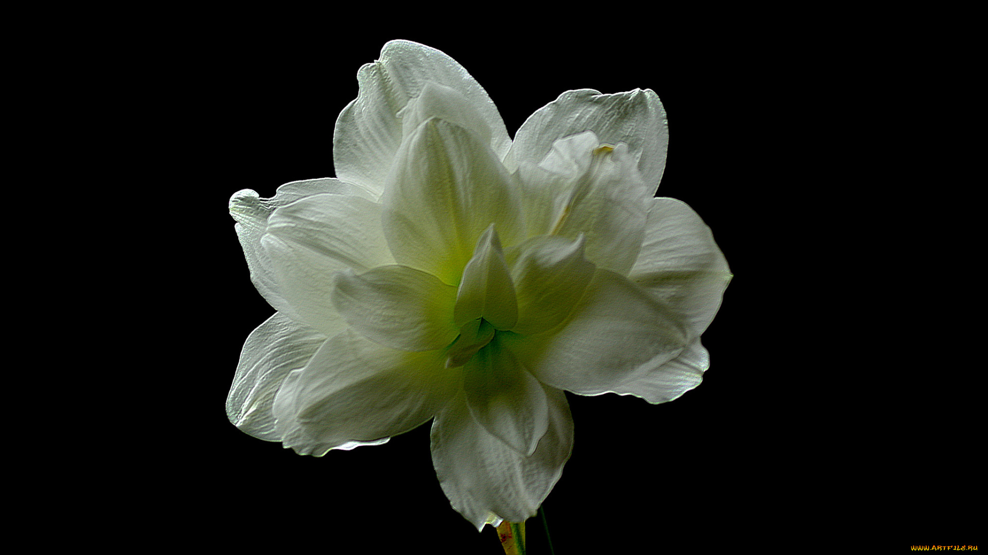 amaryllis, цветы, амариллисы, , гиппеаструмы, амариллис