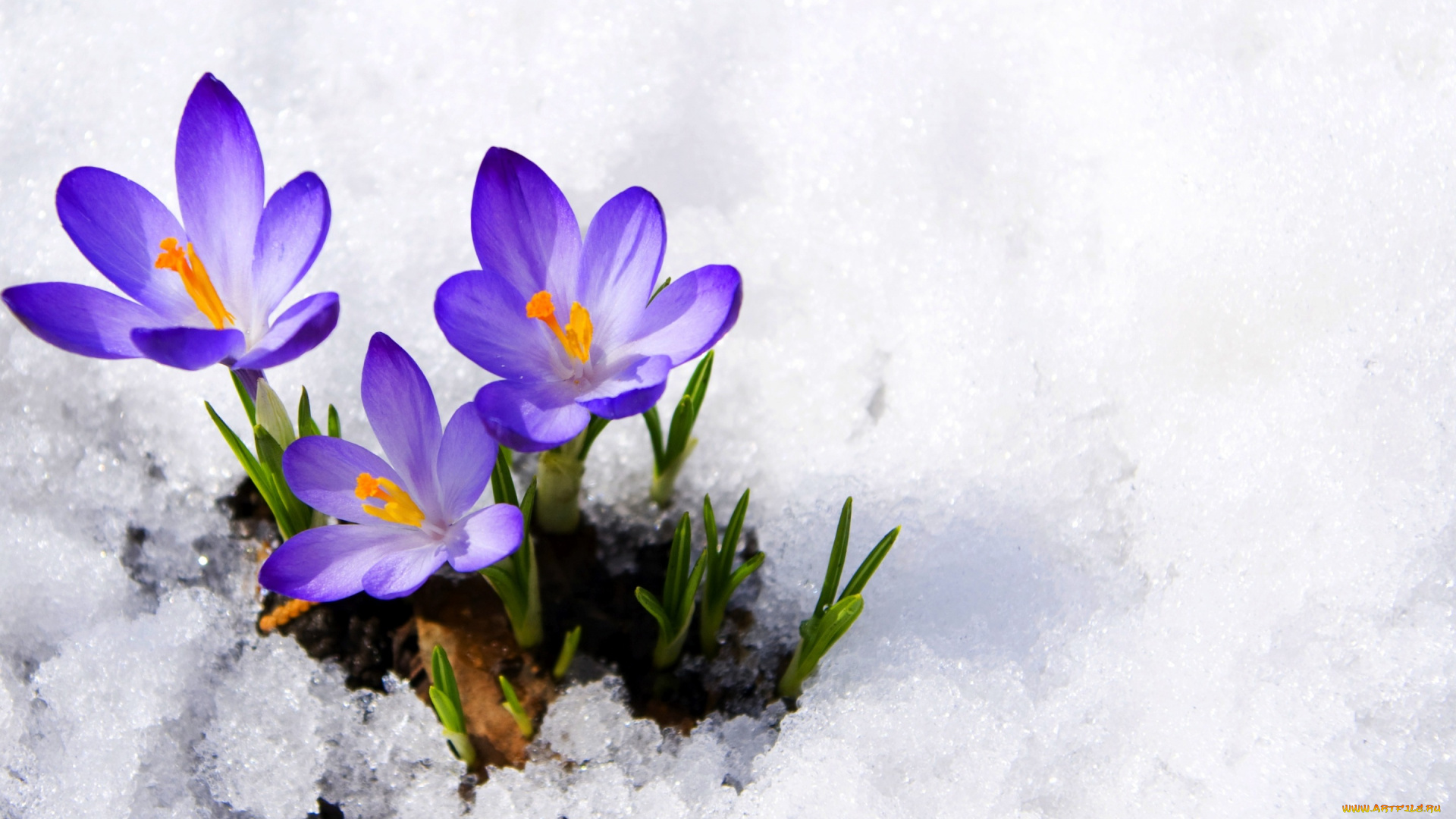 цветы, крокусы, бутоны, фиолетовый, первоцвет, снег, весна, макро, сrocus, violet, primrose, snow, spring, flowers, macro