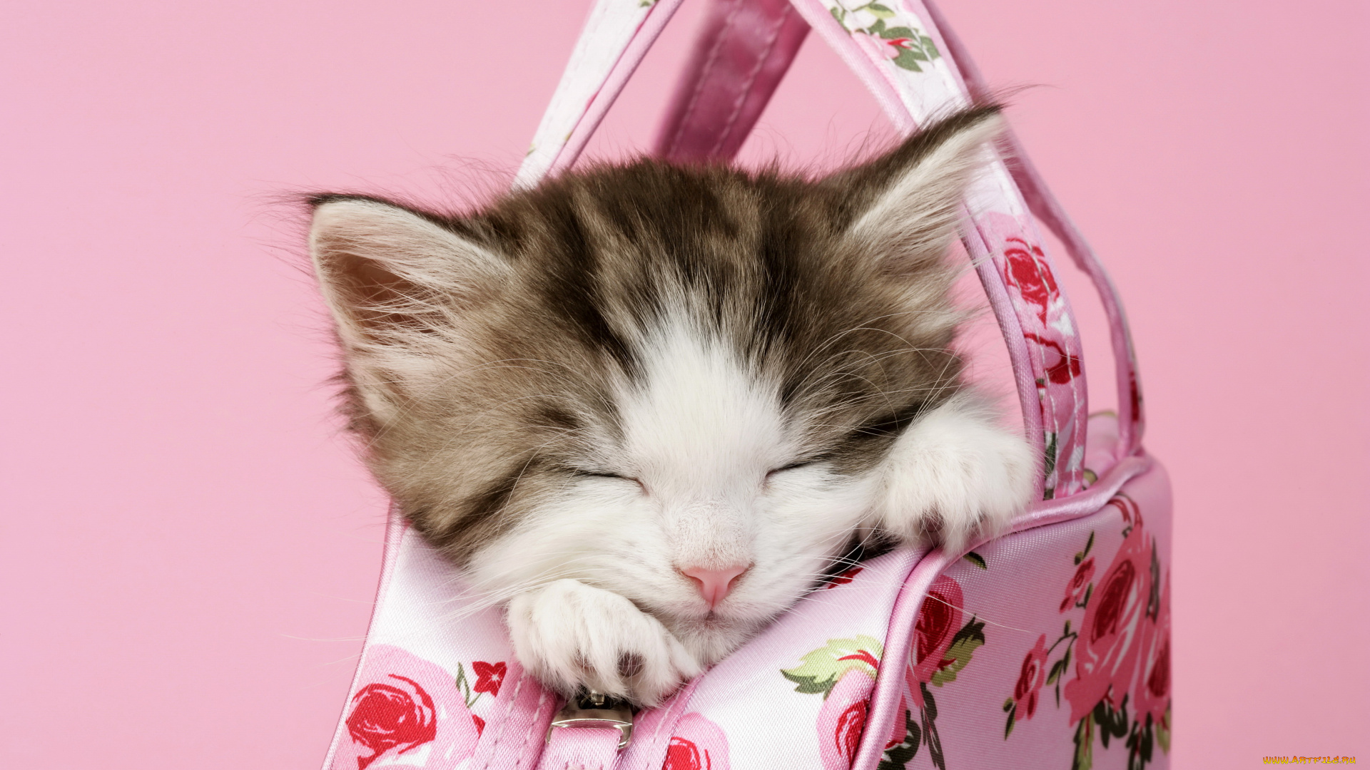 животные, коты, спит, котенок, сумка