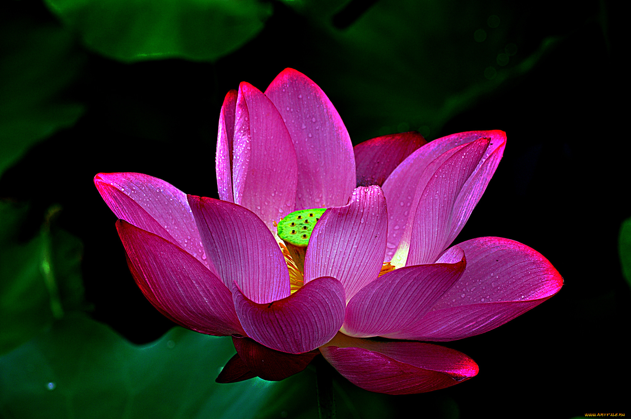 lotus, цветы, лотосы, лотос