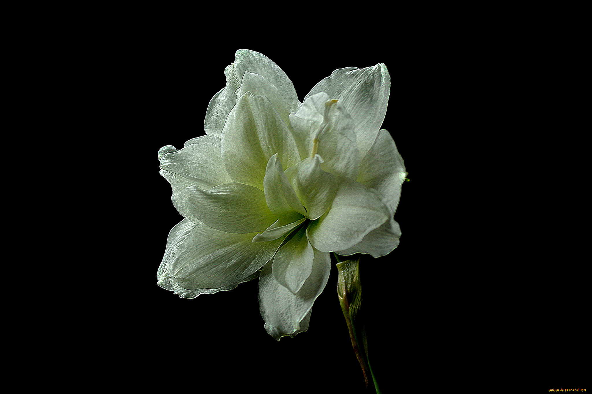 amaryllis, цветы, амариллисы, , гиппеаструмы, амариллис